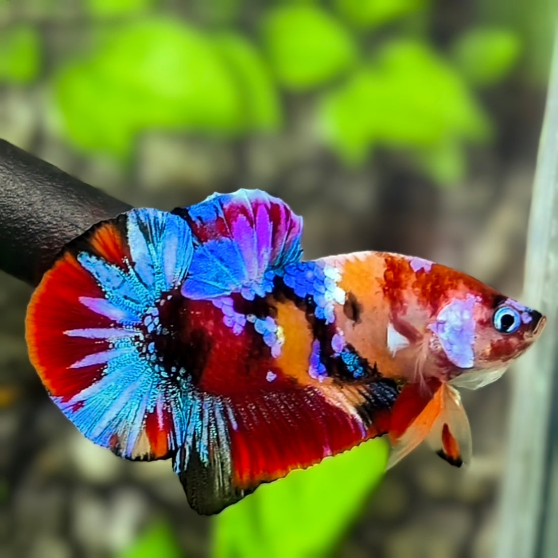 Multicolor Galaxy HMPK Betta Fish Male
