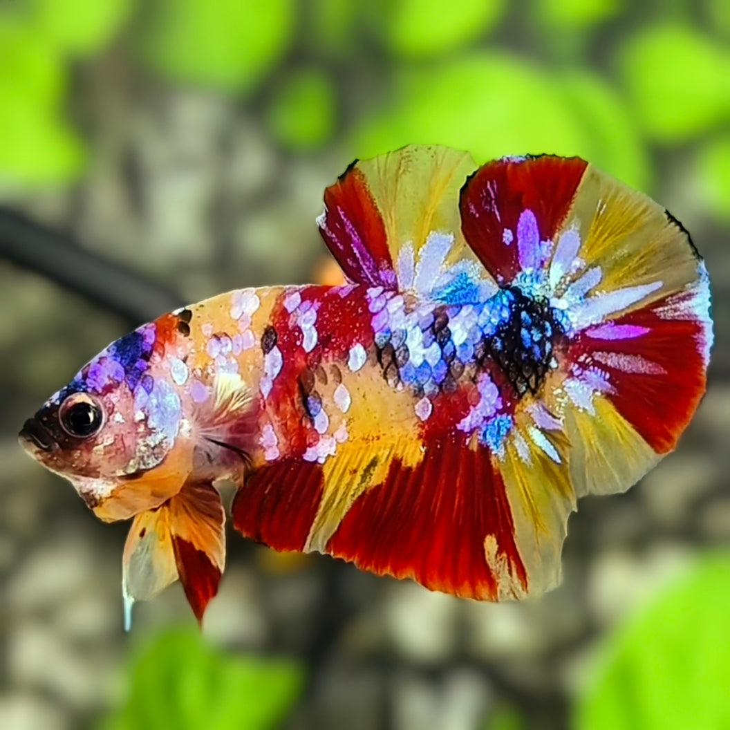 Multicolor Yellowbase Galaxy HMPK Betta Fish Male