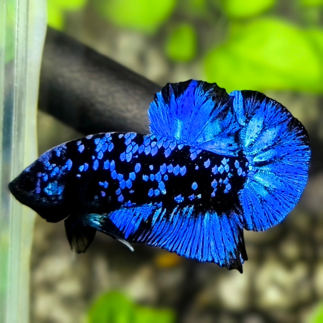 Avatar Blackstar Super Blue HMPK Betta Fish Male – Zaga Farm