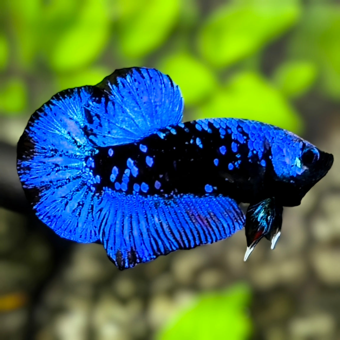 Avatar Super Blue HMPK Betta Fish Male