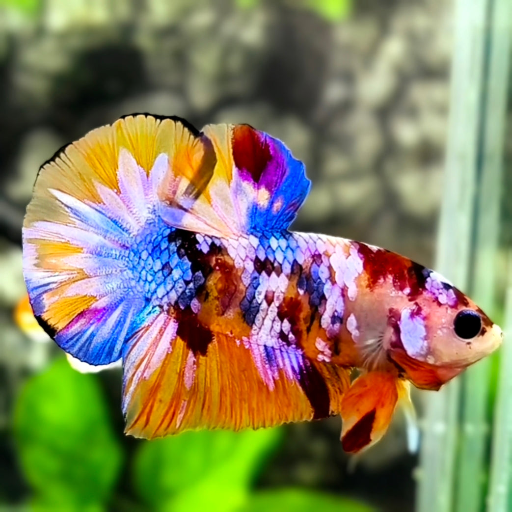 Multicolor Candy Galaxy HMPK Betta Fish Male