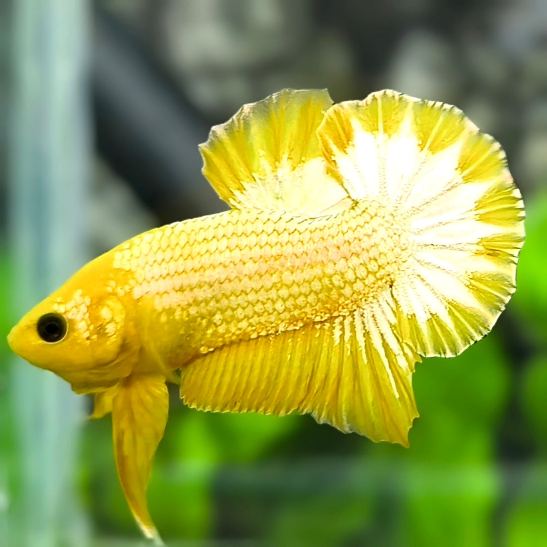Yellow Fancy Copper Gold HMPK Betta Fish Male