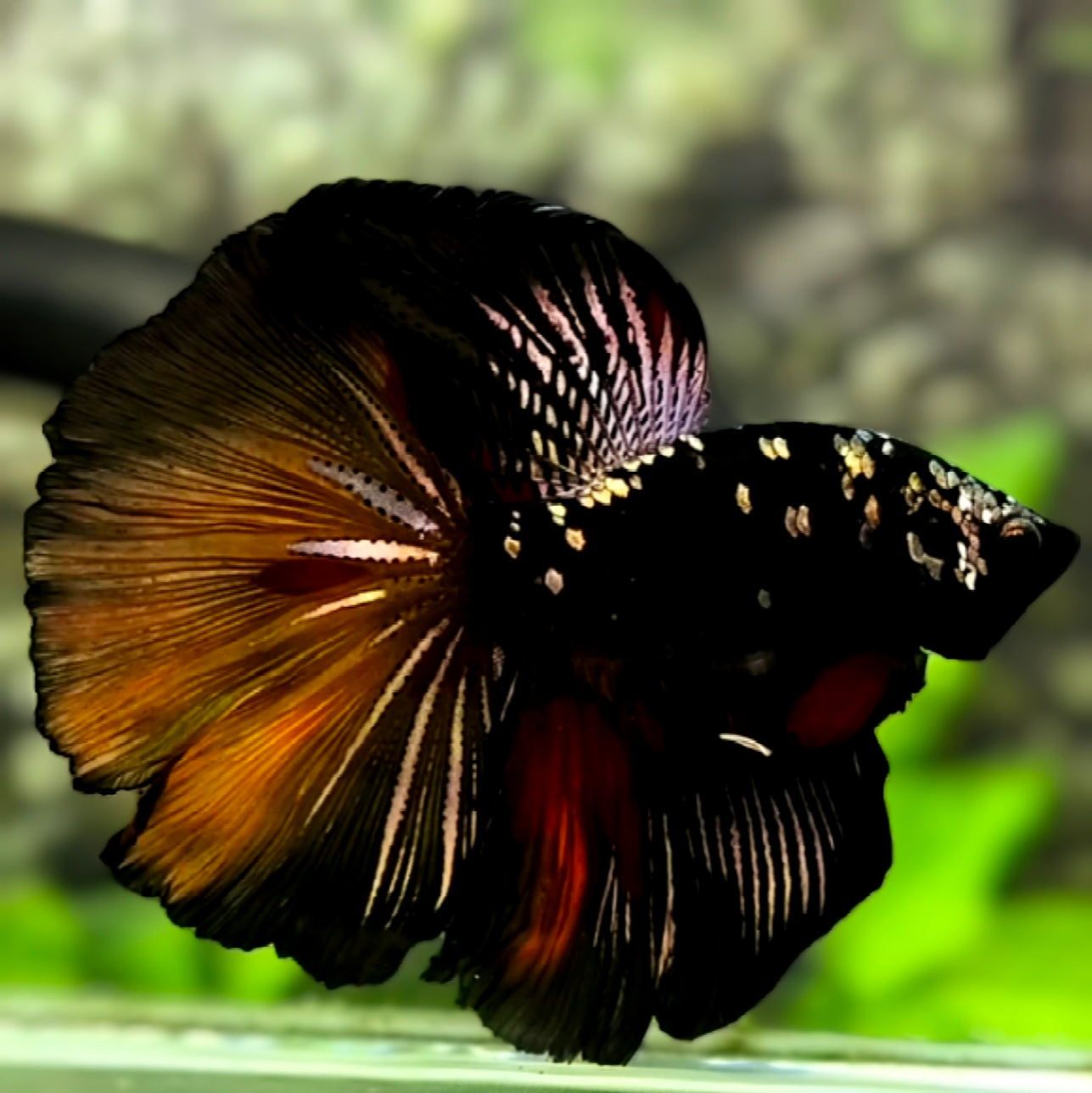 Avatar Blackstar Candy Copper Halfmoon Betta Fish Male