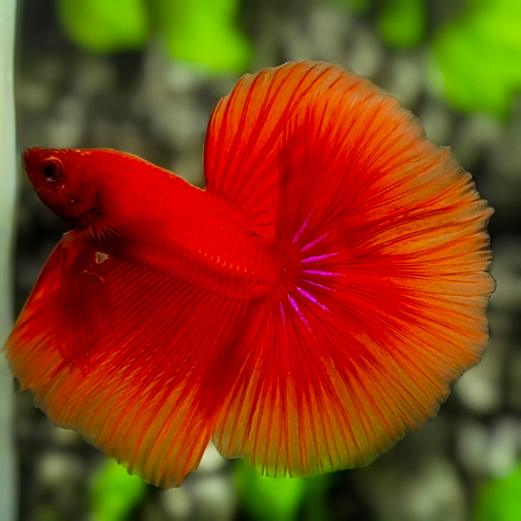 Super Red Over Halfmoon Betta Fish Male
