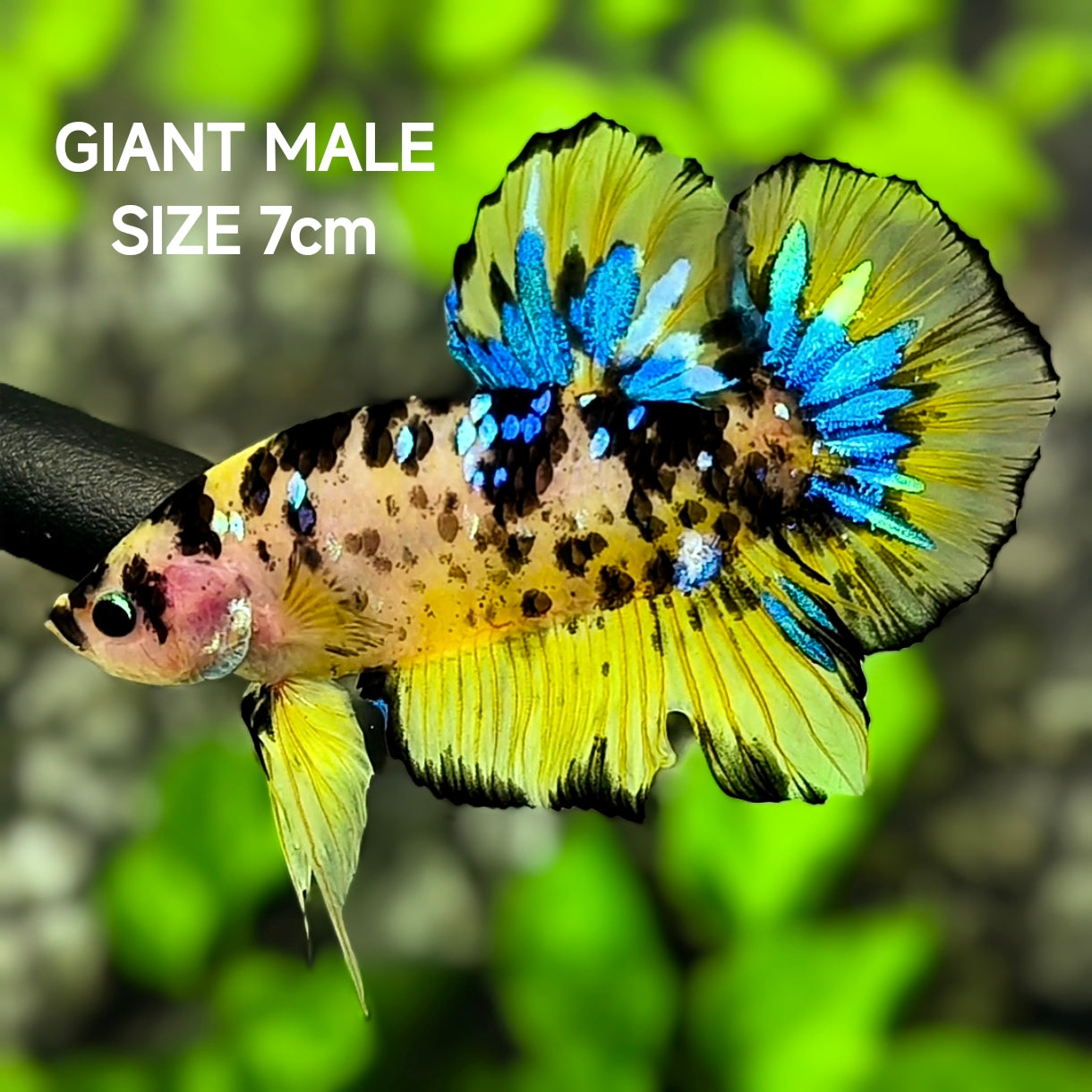 Yellow Koi Tiger Galaxy JUMBO GIANT HMPK Betta Fish Male