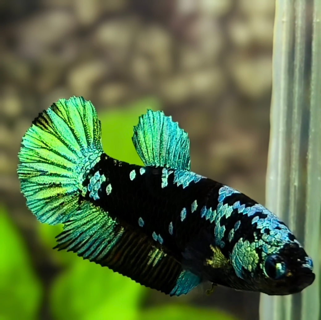 Avatar Blackstar Green HMPK Betta Fish Female For Sorority / Breed