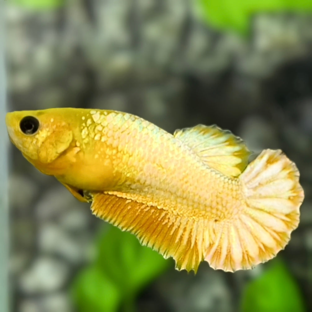Yellow Fancy White Copper Gold HMPK Betta Fish Female For Sorority / Breed