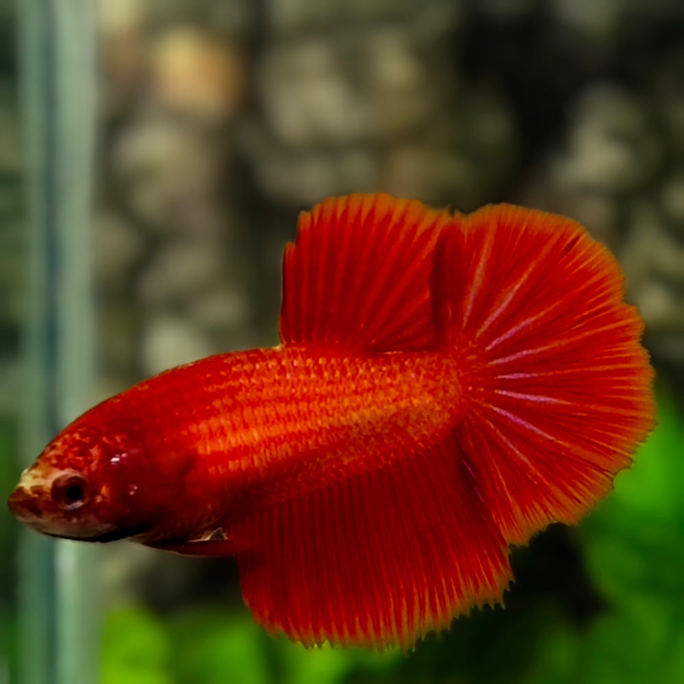 Solid Super Red Halfmoon Betta Fish Female For Sorority / Breed