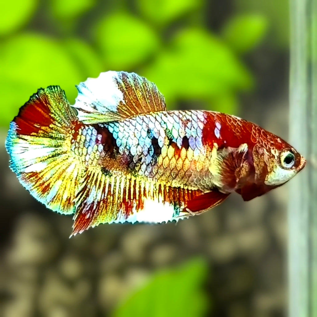 Red Barongsai HMPK Betta Fish Female For Sorority / Breed