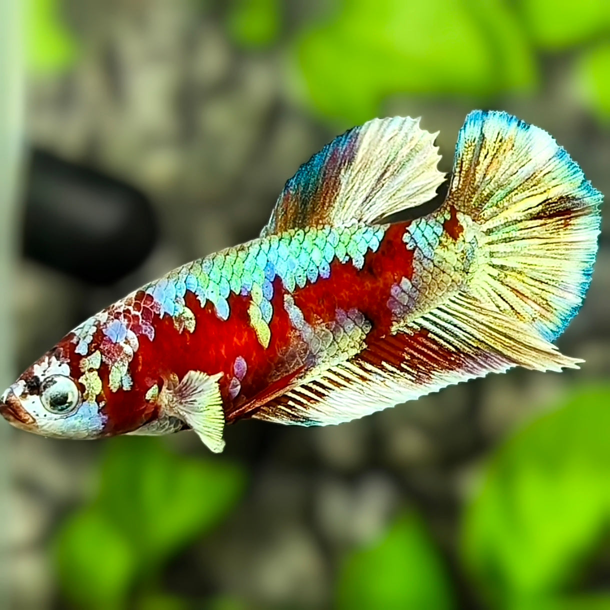Red Barongsai HMPK Betta Fish Female For Sorority / Breed