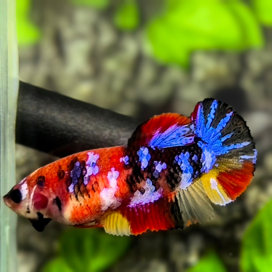 Multicolor Tiger Galaxy HMPK Betta Fish Female For Sorority / Breed