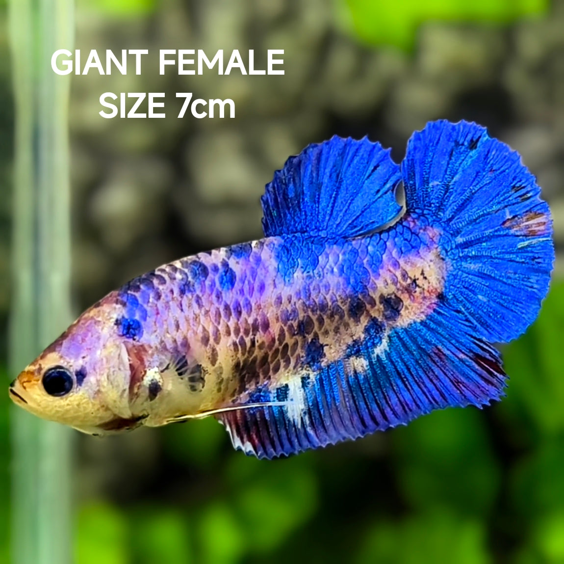 Purple Blue Fancy JUMBO GIANT HMPK Betta Fish Female