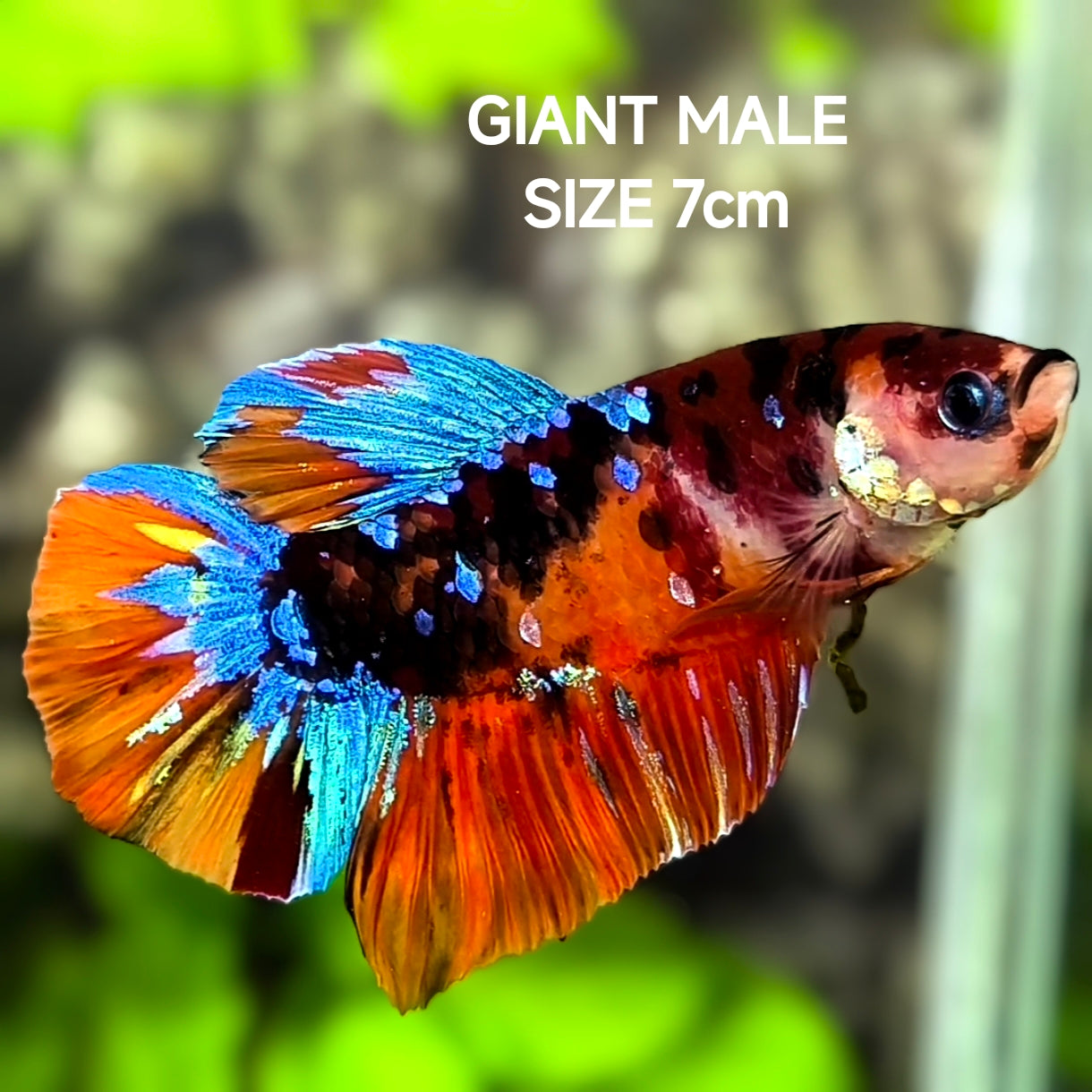 Multicolor Galaxy JUMBO GIANT HMPK Betta Fish Male