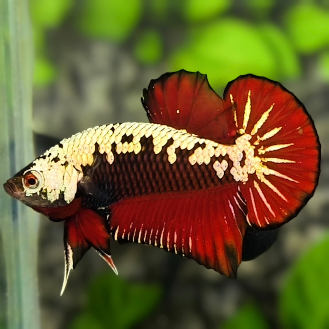 Red Samurai HMPK Betta Fish Male