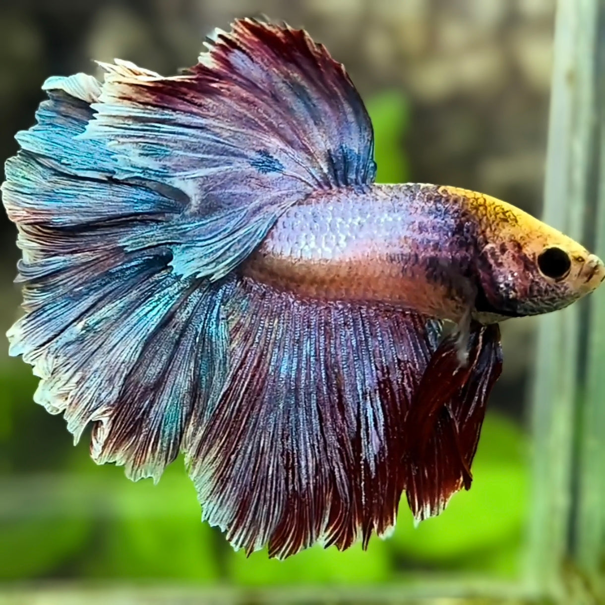 Fancy Mascot Rosetail Halfmoon Betta Fish Male