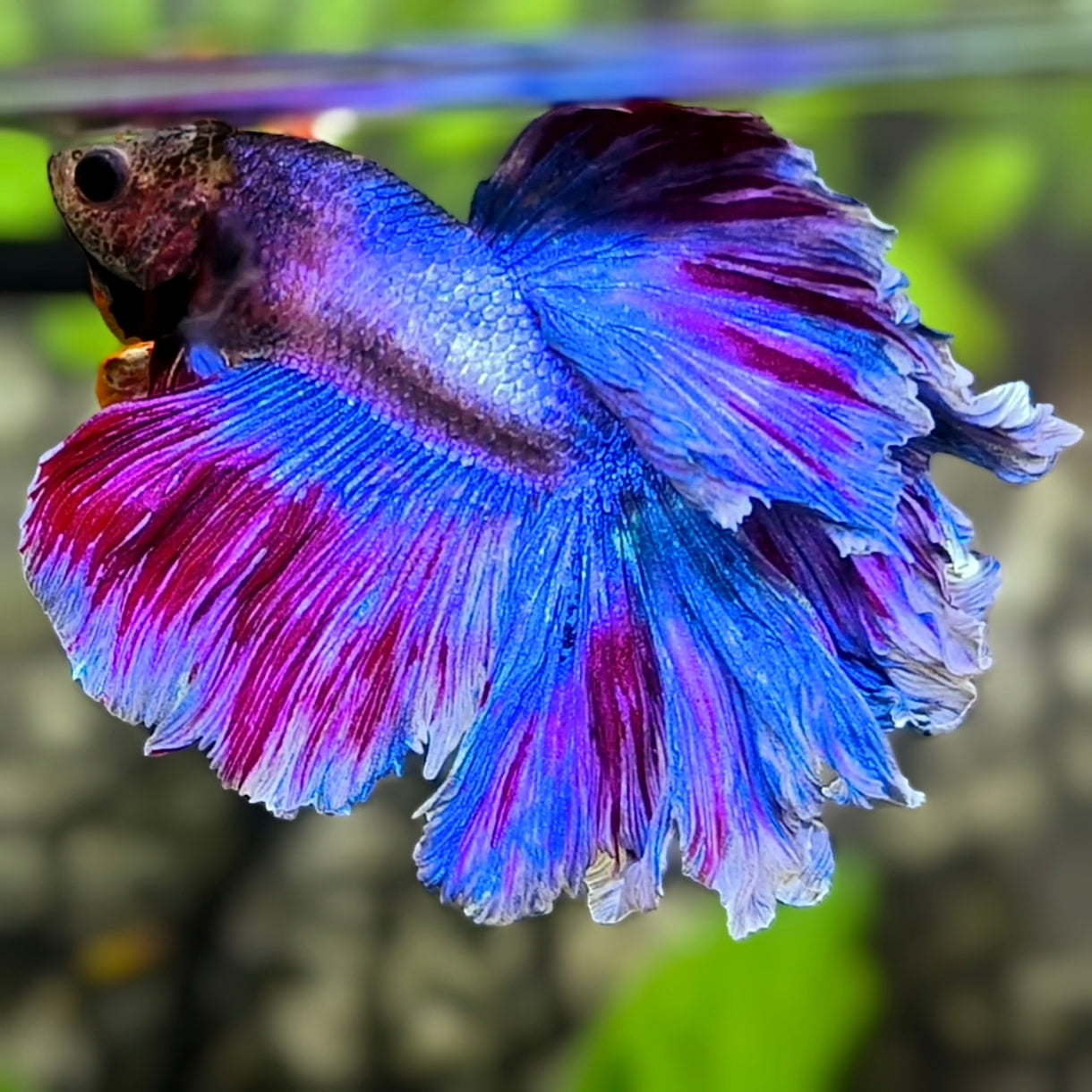 Fancy Purple Blue Rosetail Halfmoon Betta Fish Male