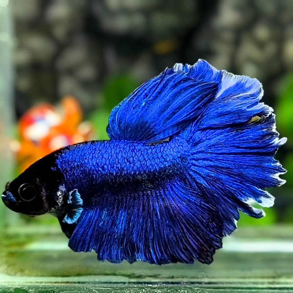 Blackhead Solid Super Blue Rosetail Halfmoon Betta Fish Male