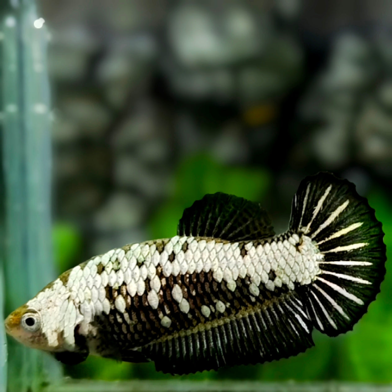 Black Samurai HMPK Betta Fish Female For Sorority / Breed