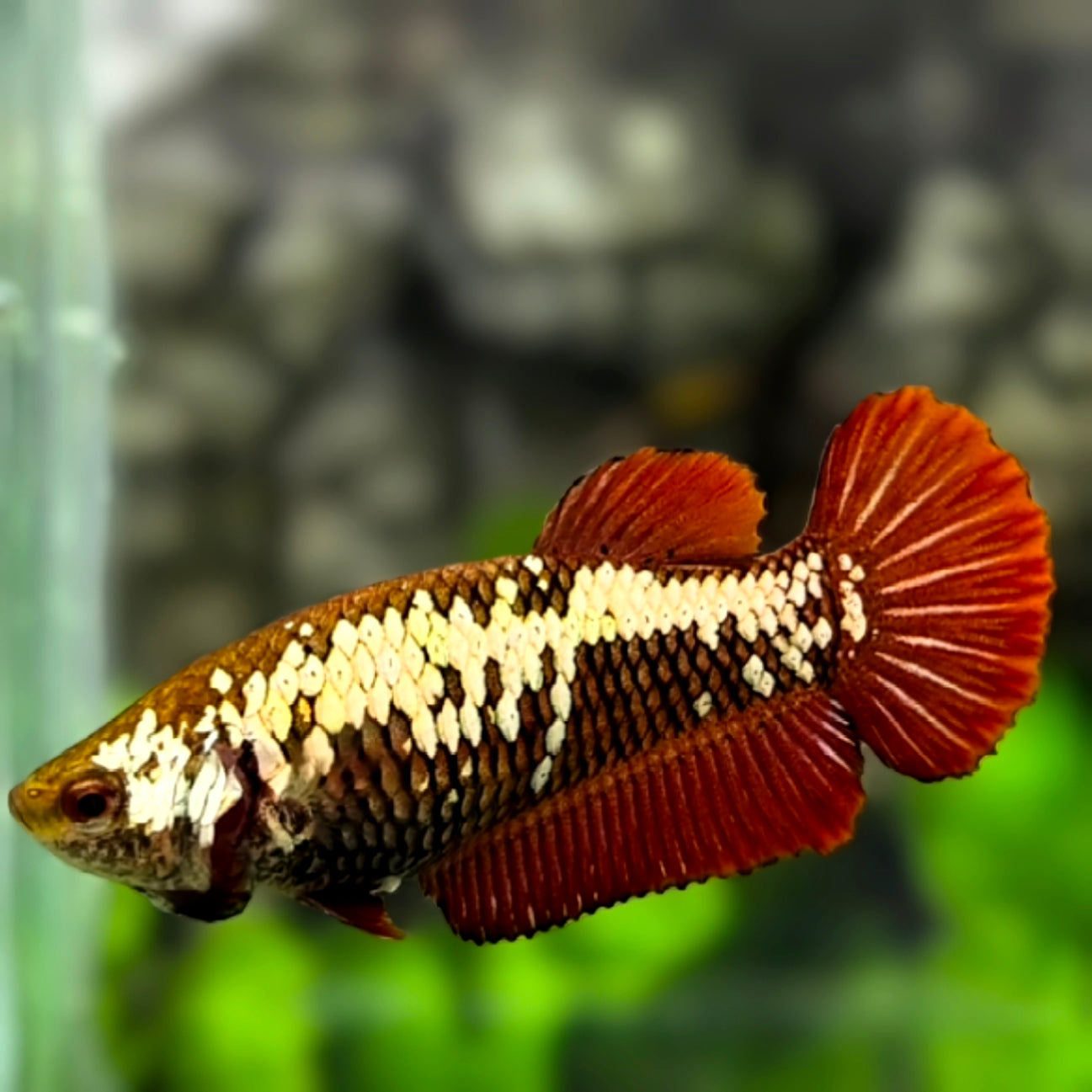 Red Samurai Pineapple HMPK Betta Fish Female For Sorority / Breed