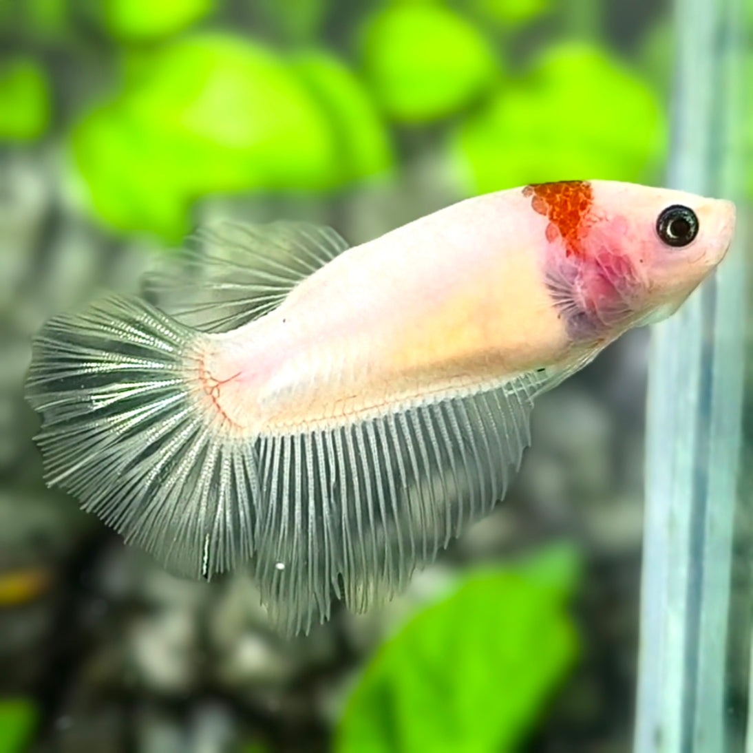 Tancho Red Koi Halfmoon Betta Fish Female For Sorority / Breed