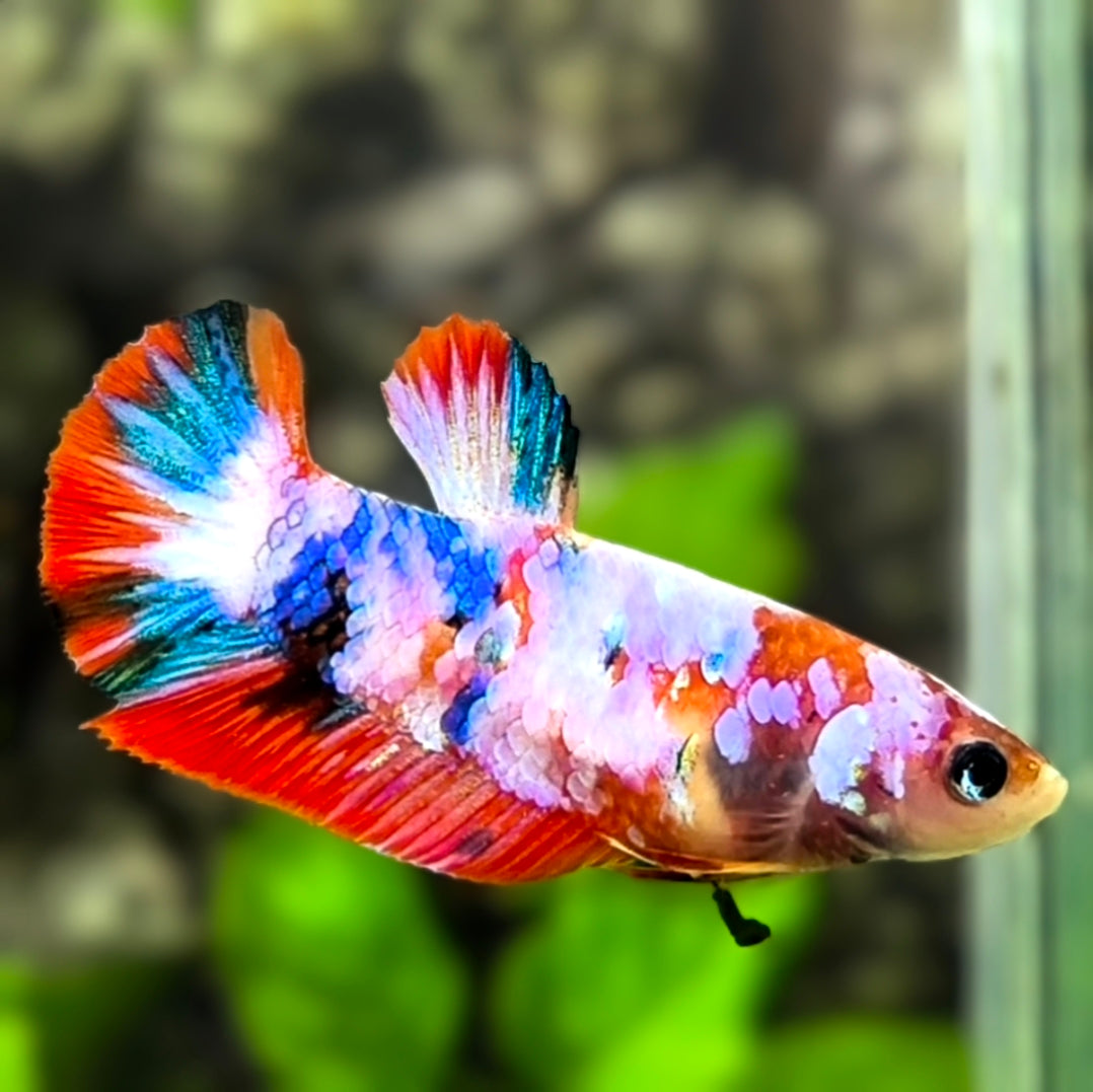 Pink Multicolor Galaxy HMPK Betta Fish Female For Sorority / Breed