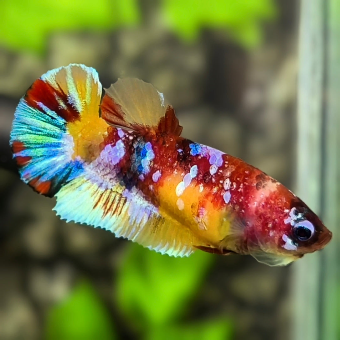 Yellowbase Multicolor Galaxy HMPK Betta Fish Female For Sorority / Breed