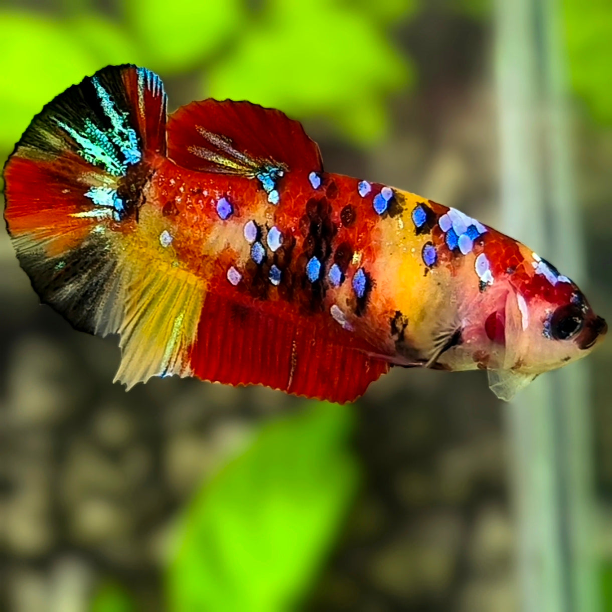Yellowbase Koi Candy Galaxy HMPK Betta Fish Female For Sorority / Breed