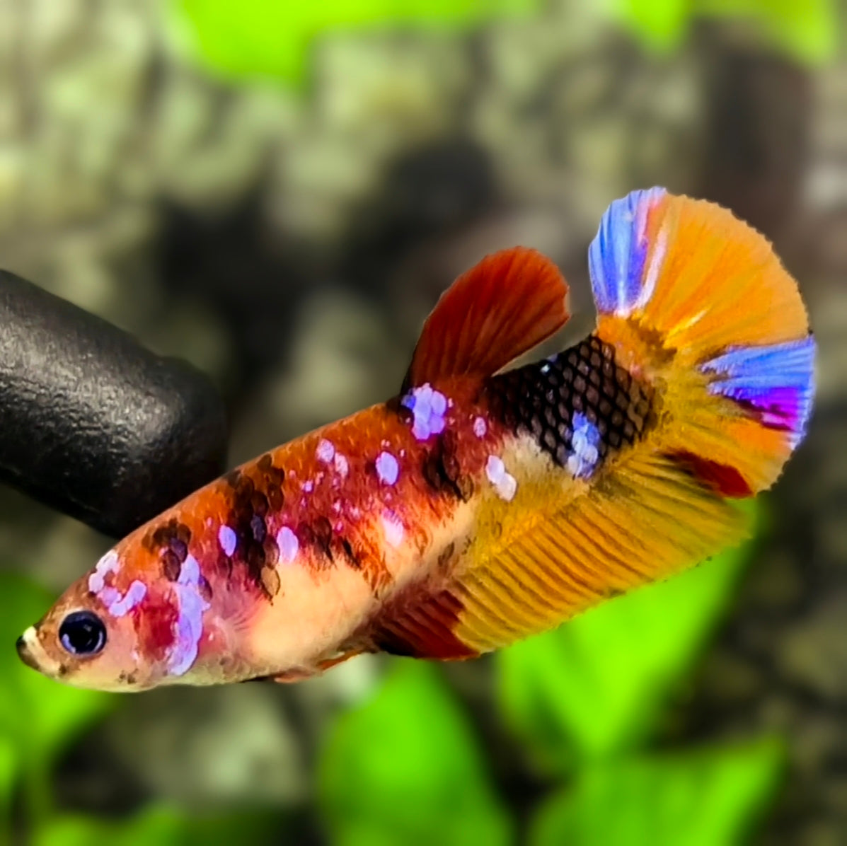 Koi Candy Pink Galaxy HMPK Betta Fish Female For Sorority / Breed