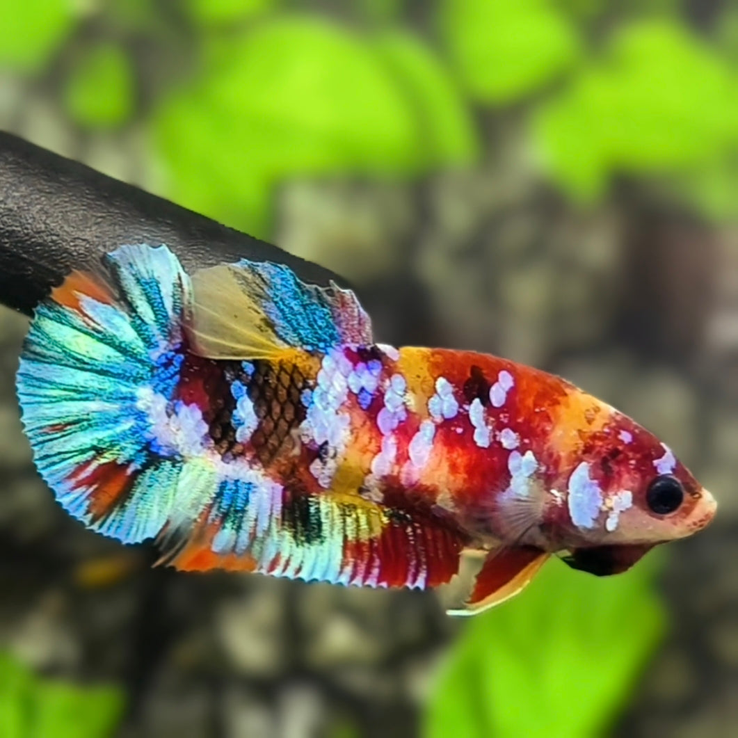 Multicolor Galaxy HMPK Betta Fish Female For Sorority / Breed