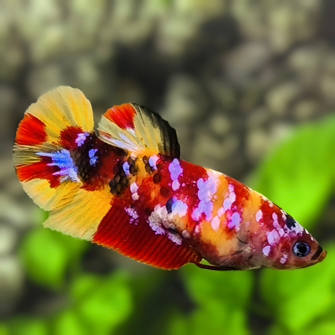 Yellowbase Candy Pink Galaxy HMPK Betta Fish Female For Sorority / Breed