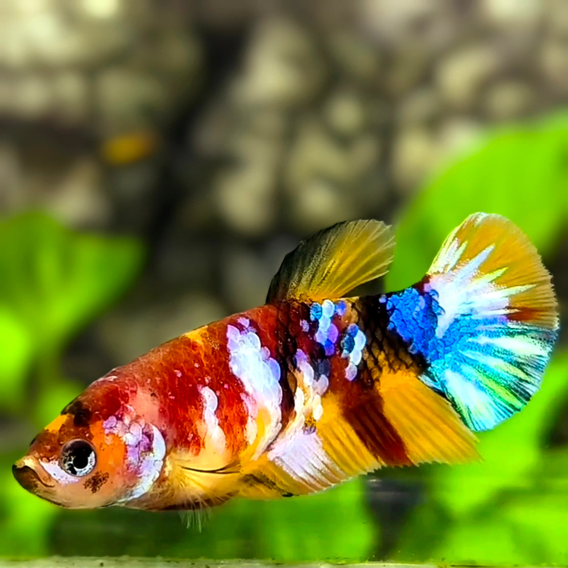 Multicolor Galaxy HMPK Betta Fish Female For Sorority / Breed
