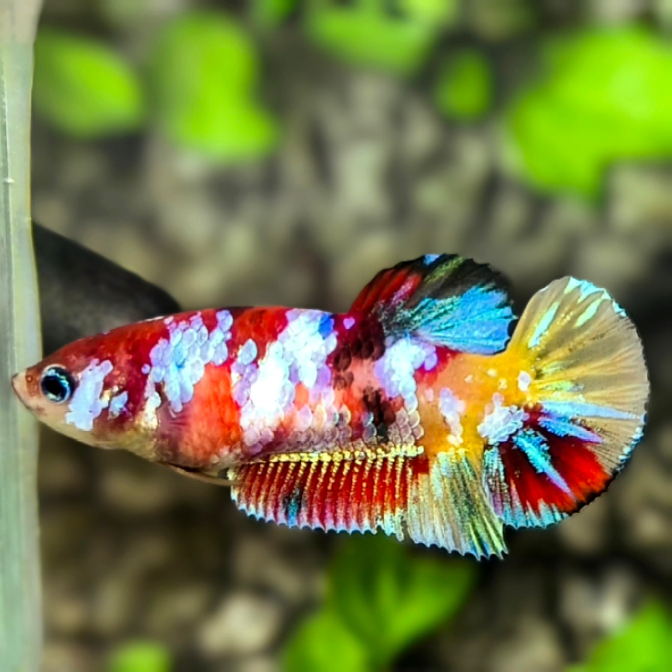 Multicolor Galaxy HMPK Betta Fish Female For Sorority / Breed