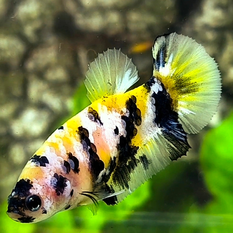Yellow Tiger White Galaxy HMPK Betta Fish Female For Sorority / Breed #YKG