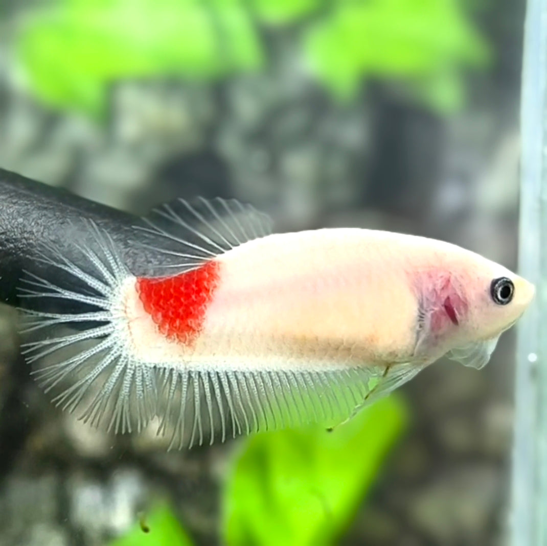 Red Tancho Koi HMPK Betta Fish Female For Sorority / Breed