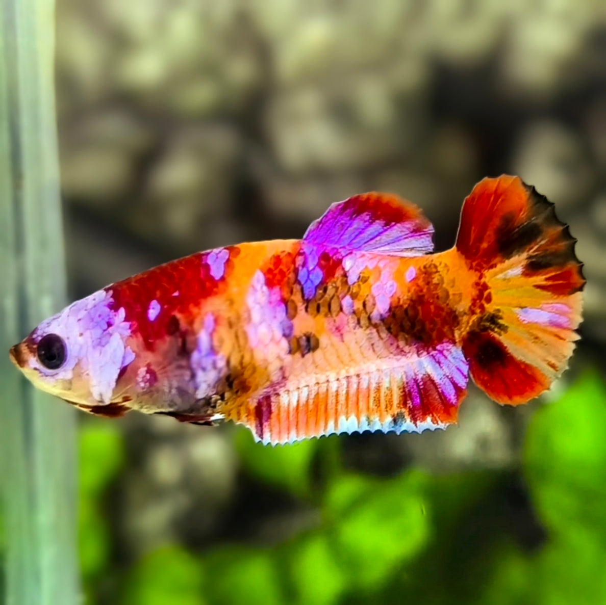 Multicolor Candy Pink Galaxy HMPK Betta Fish Female For Sorority / Breed