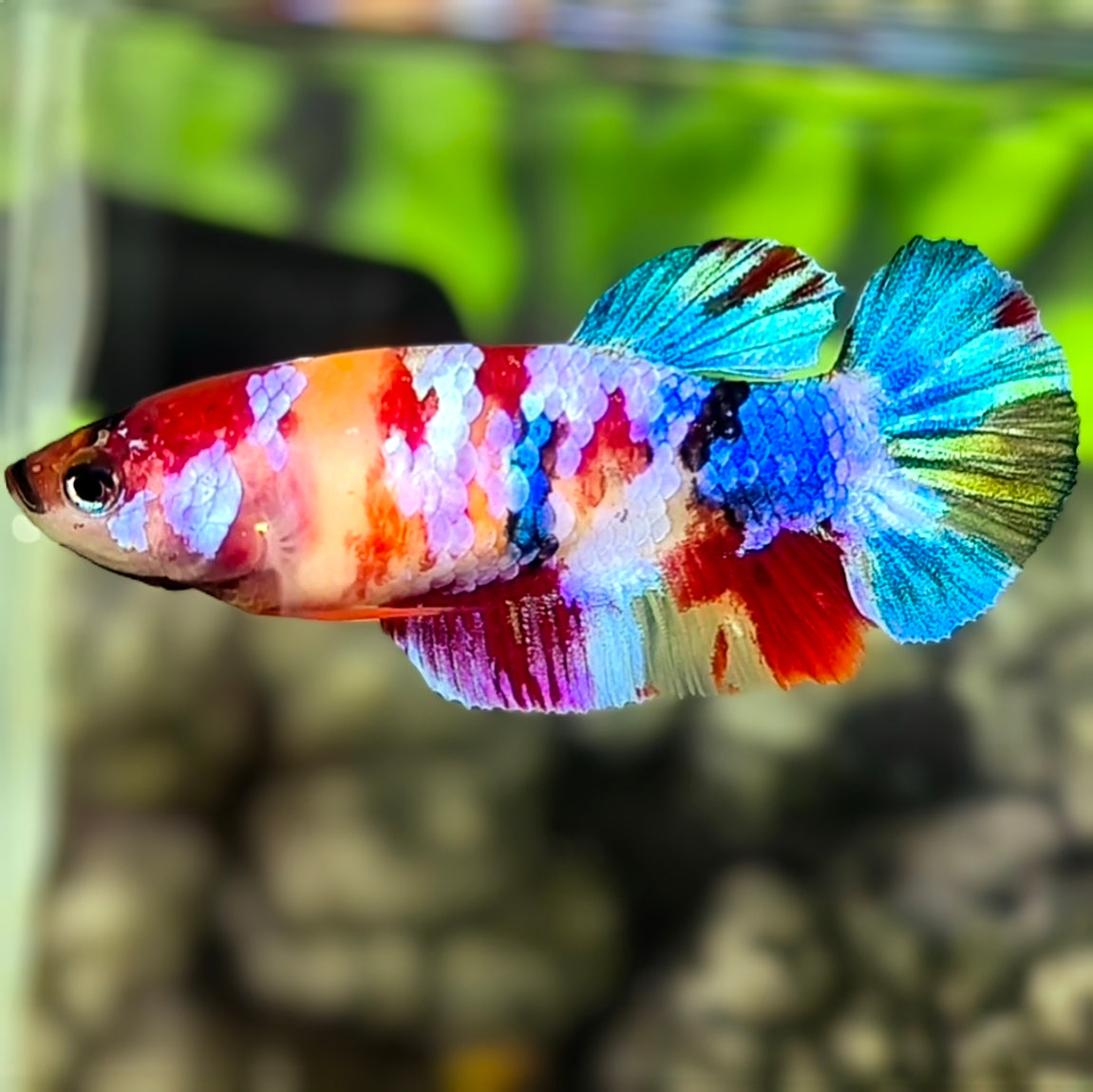 Multicolor Galaxy HMPK Betta Fish Female For Sorority / Breed