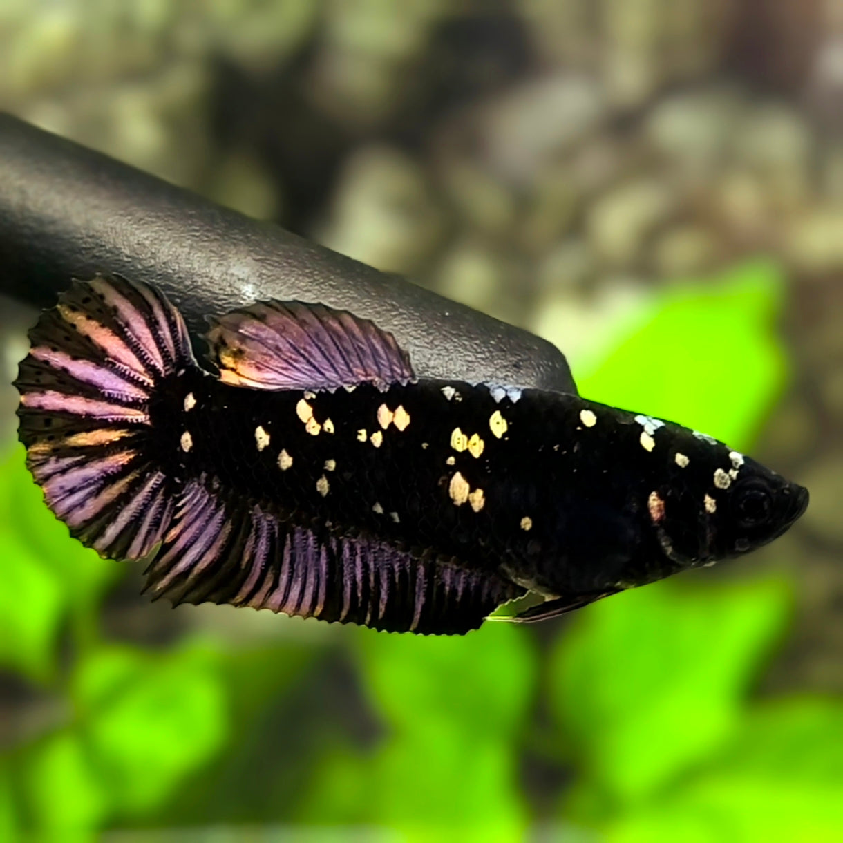Avatar Blackstar Copper Purple Gold HMPK Betta Fish Female For Sorority / Breed