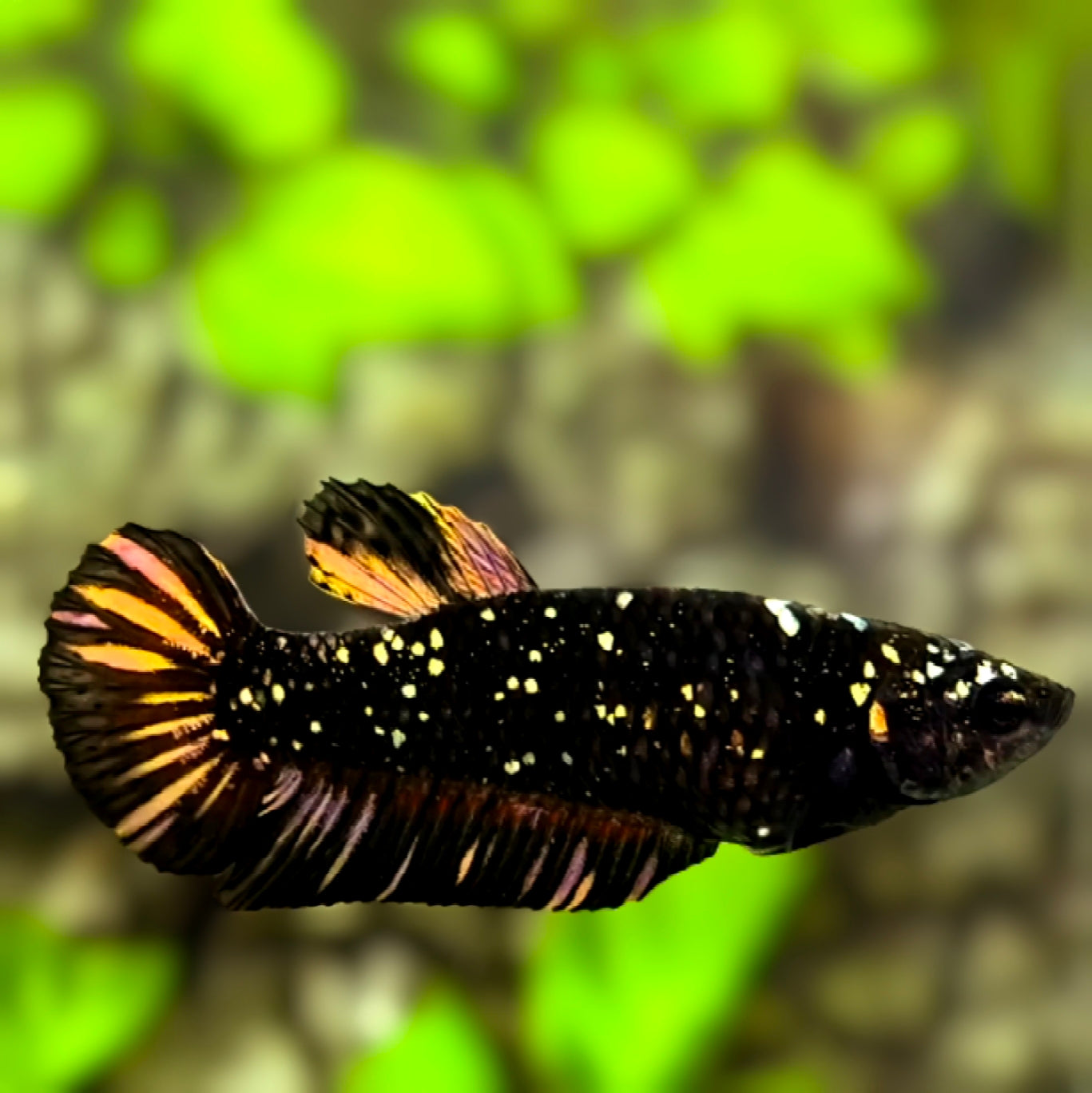 Avatar Nebula Blackstar Copper Gold HMPK Betta Fish Female For Sorority / Breed