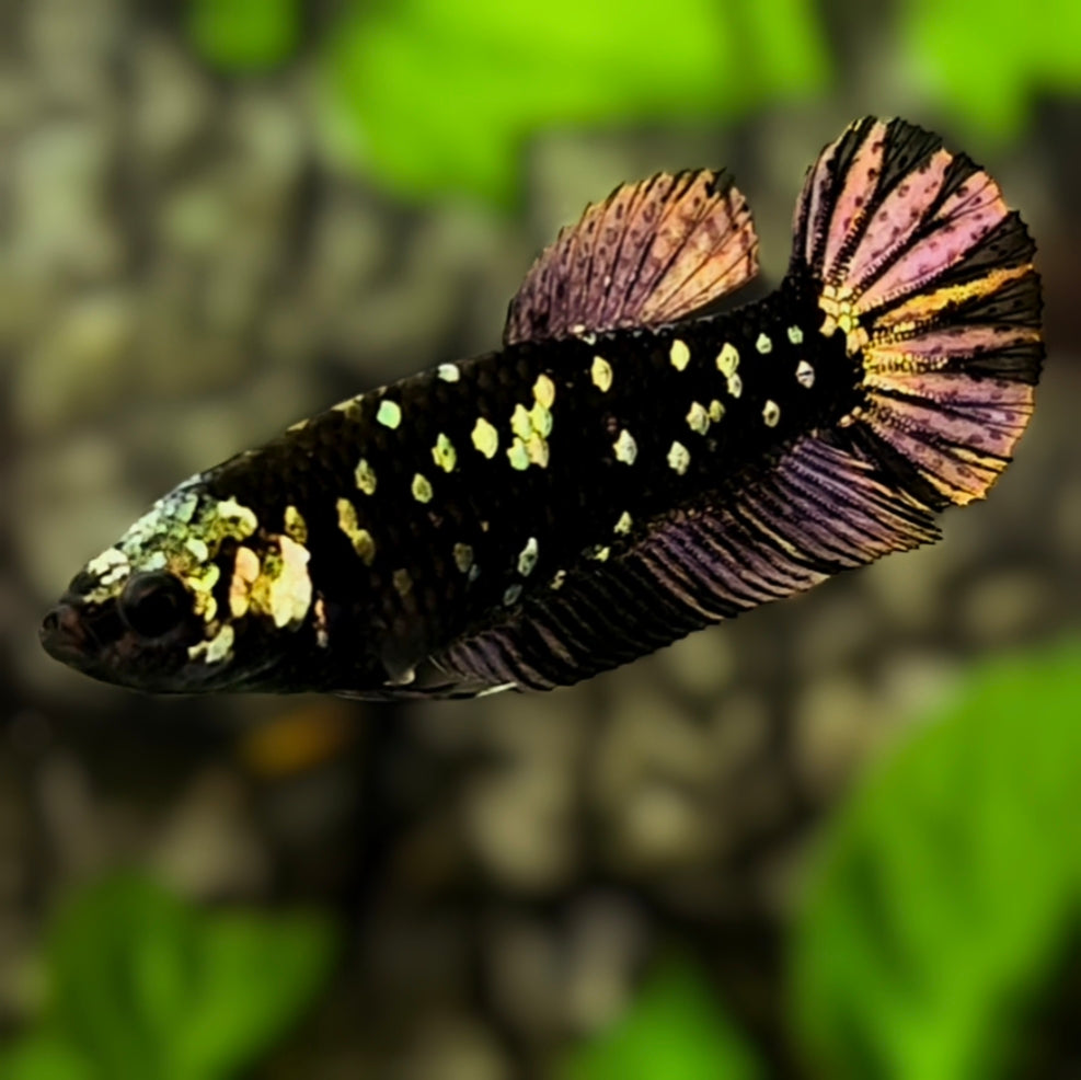 Avatar Blackstar Copper Purple Gold HMPK Betta Fish Female For Sorority / Breed