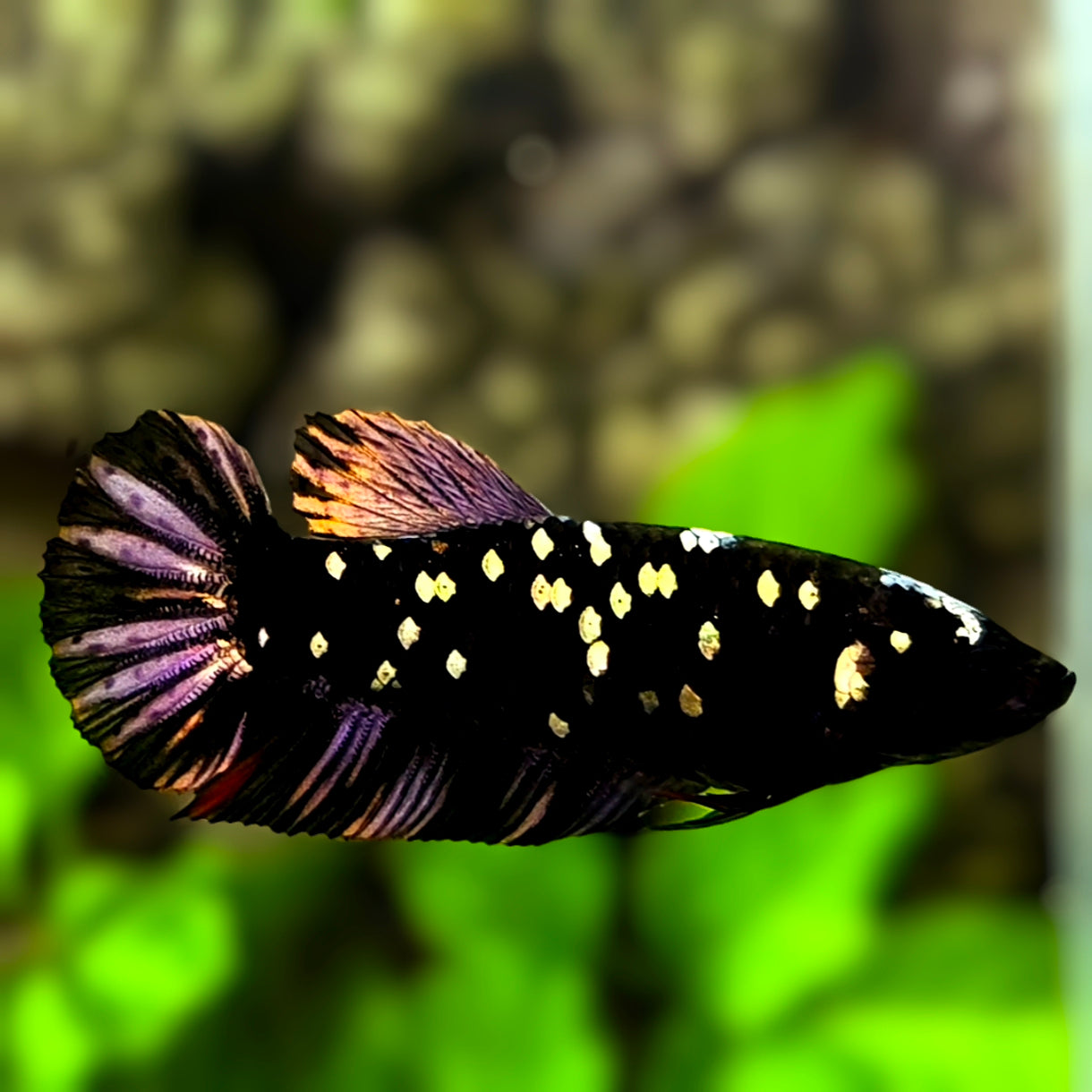 Avatar Blackstar Copper Purple HMPK Betta Fish Female For Sorority / Breed