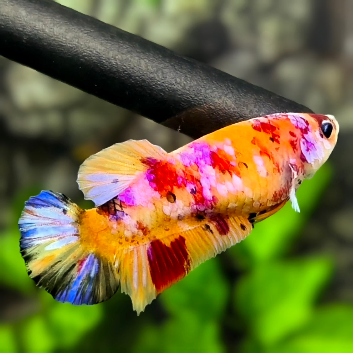 Multicolor Yellowbase Candy Galaxy HMPK Betta Fish Female For Sorority / Breed