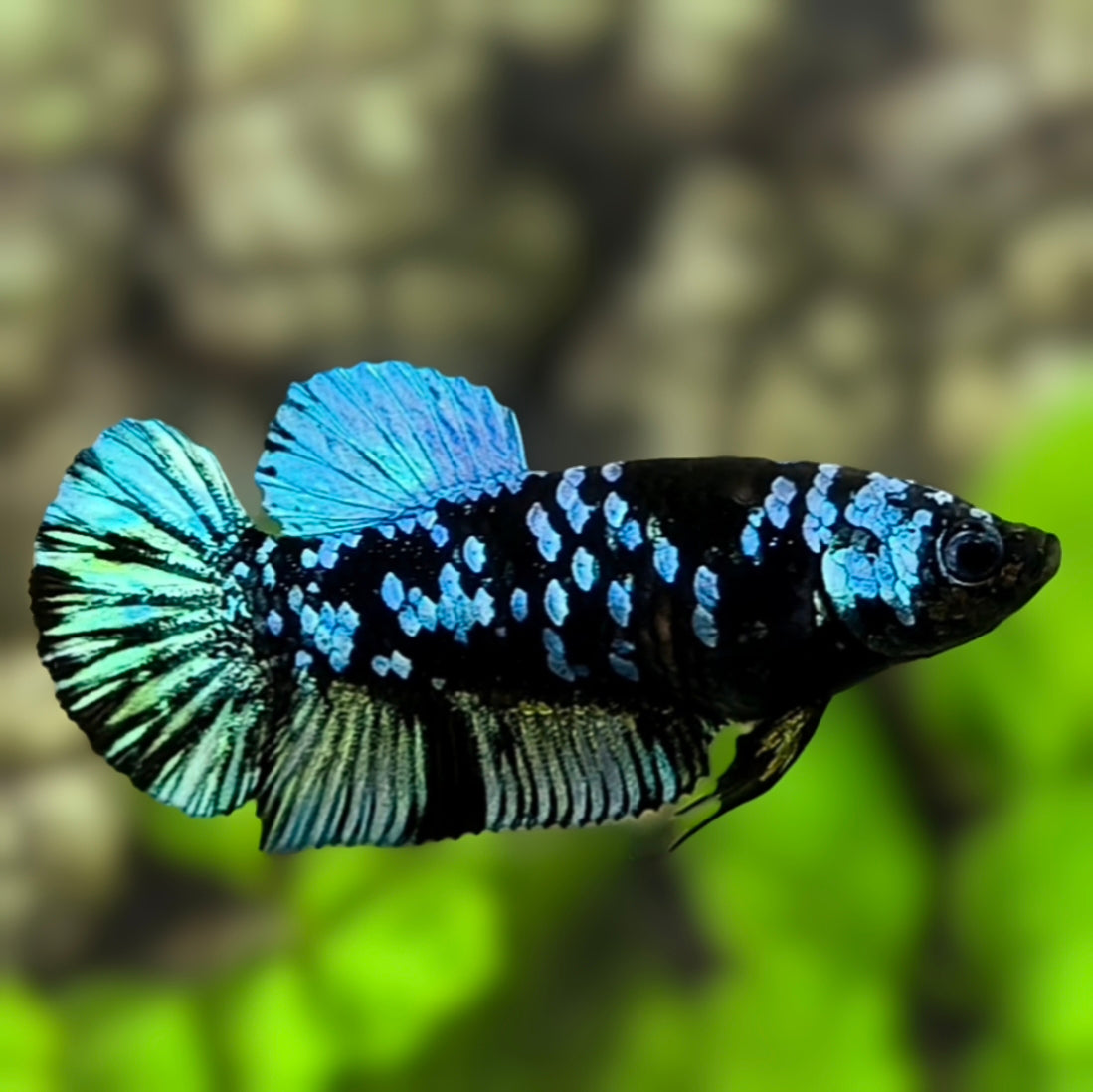 Avatar HMPK Betta Fish Female For Sorority / Breed