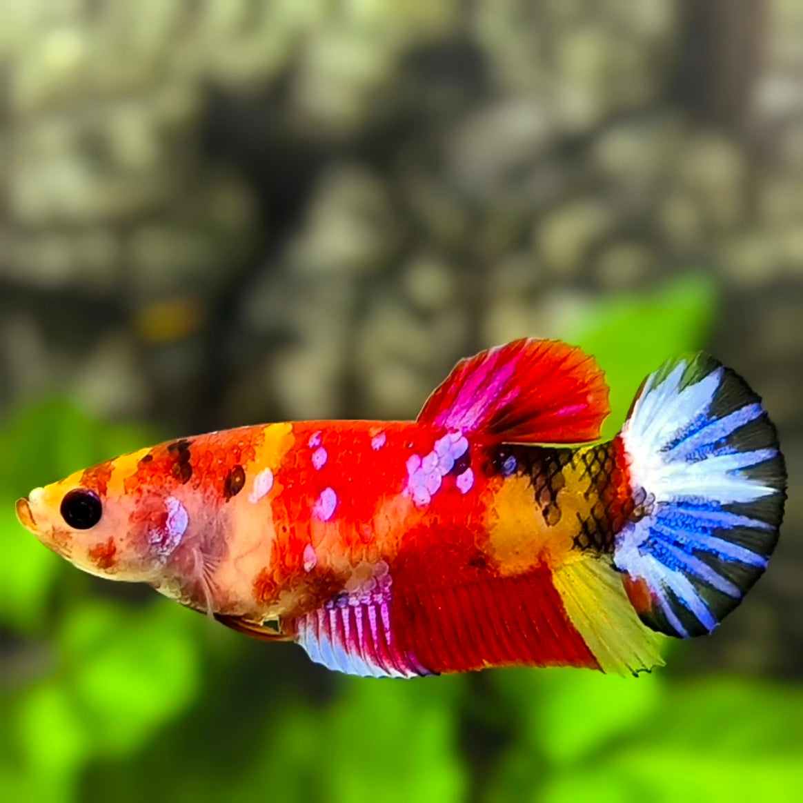 Multicolor Galaxy HMPK Betta Fish Female For Sorority / Breed