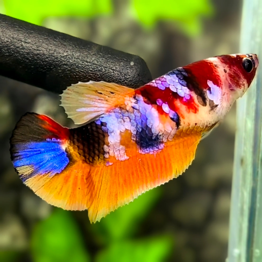 Multicolor Candy Galaxy HMPK Betta Fish Female For Sorority / Breed