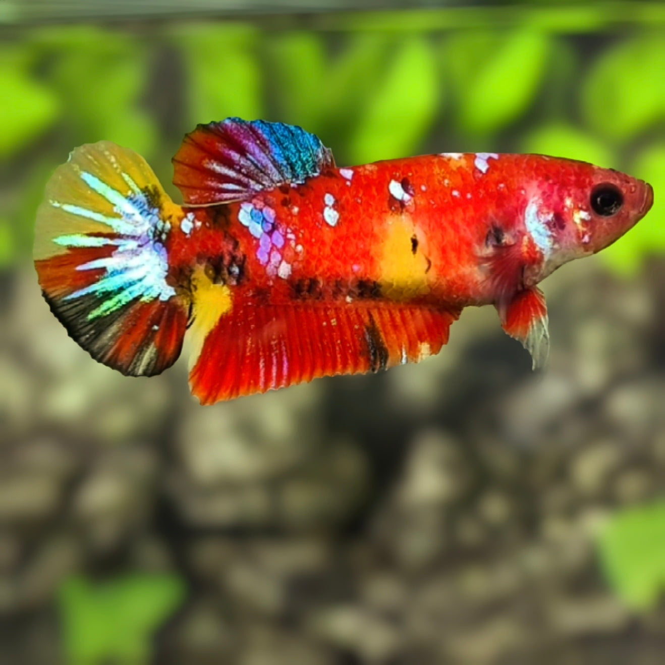 Multicolor Koi Galaxy HMPK Betta Fish Female For Sorority / Breed