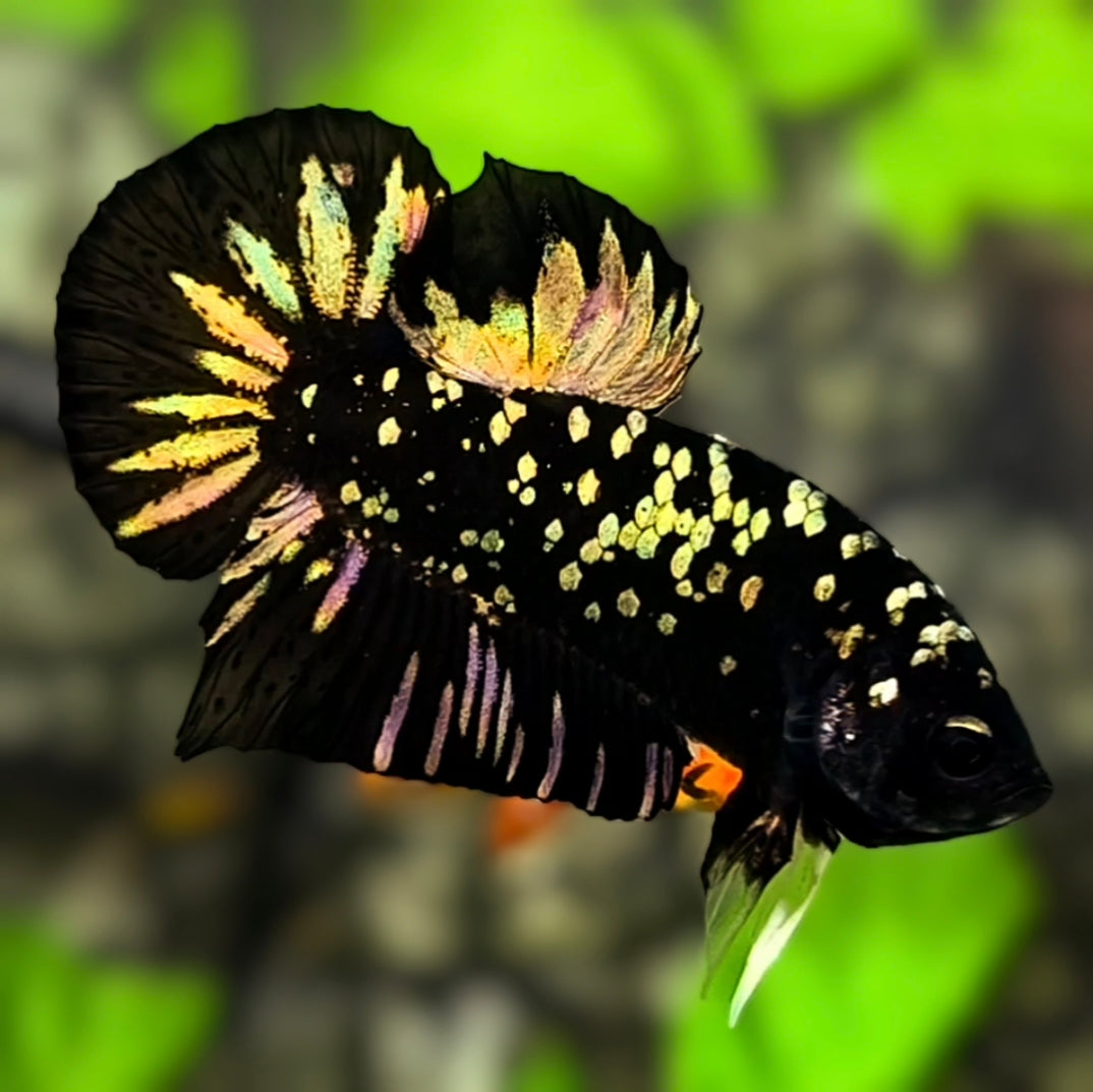 Avatar Blackstar Copper Gold HMPK Betta Fish Male