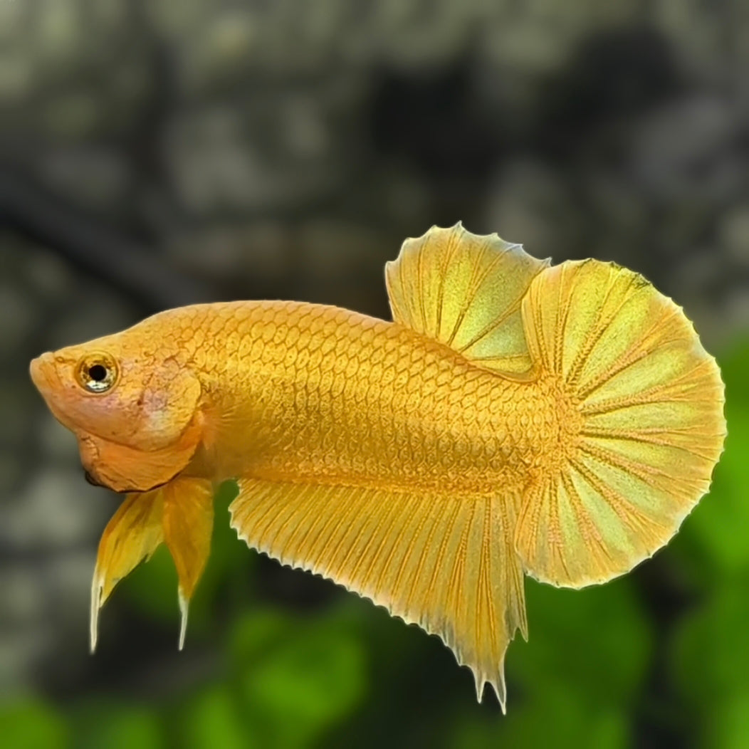 Solid Super Gold 24K Over HMPK Betta Fish Male