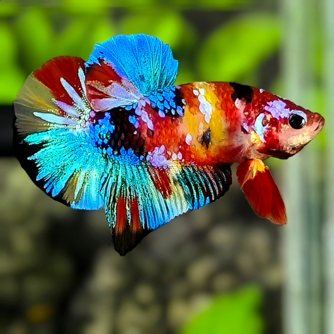 Multicolor Yellowbase Galaxy HMPK Betta Fish Male