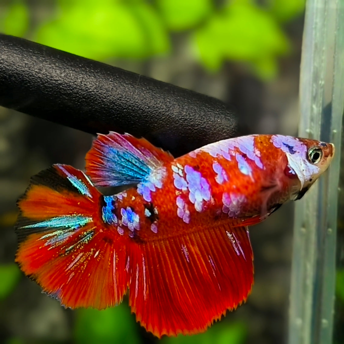 Red Koi Pink Galaxy Halfmoon Betta Fish Female For Sorority / Breed