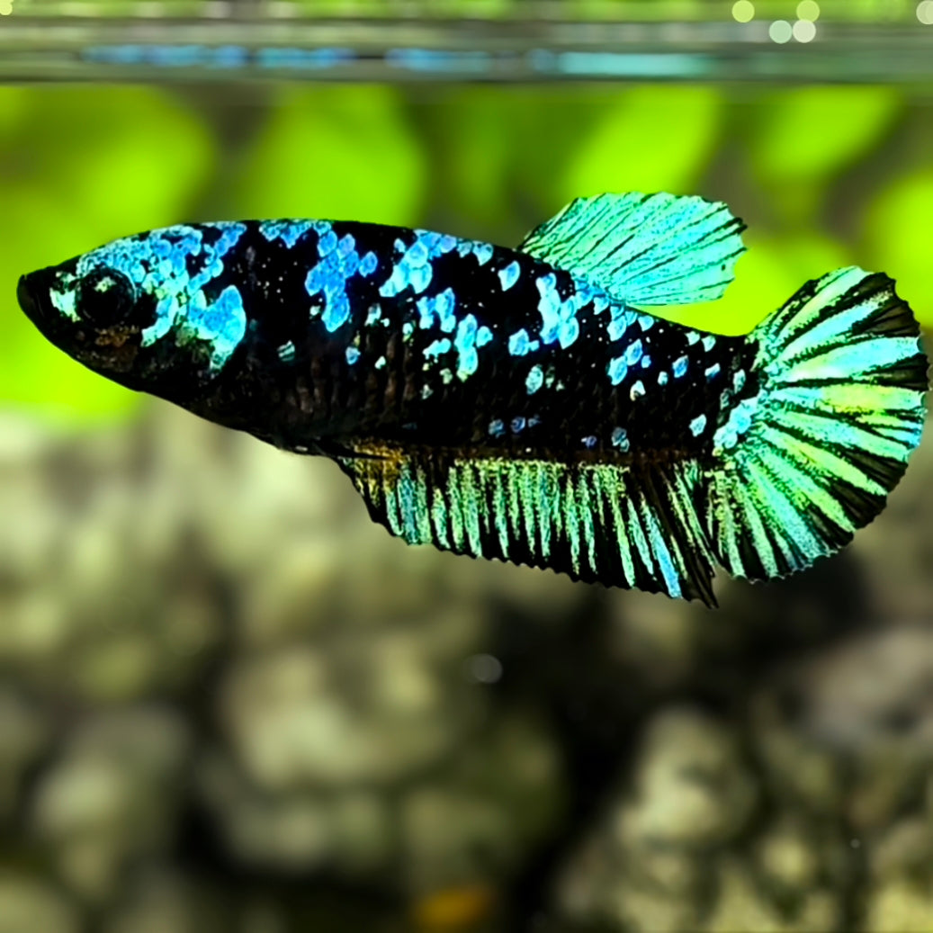 Avatar Blackstar Green Turquoise HMPK Betta Fish Female For Sorority / Breed